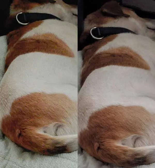 Asus Zenfone 6 (2019) Google Camera Port vs Stock Camera Comparison - 02