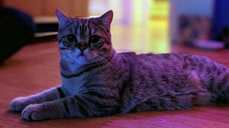 Night Sight in Portrait Mode on Google Camera 8.0 - 03