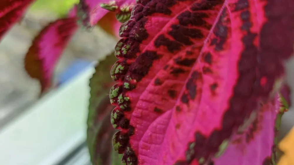 OnePlus 8T Google Camera Portrait Sample - 03