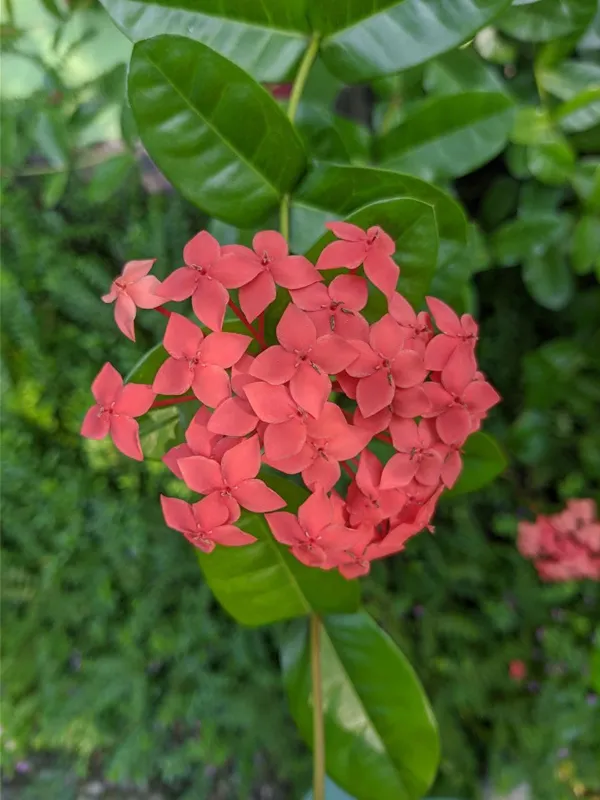 OnePlus Nord GCam - Portrait Sample 01